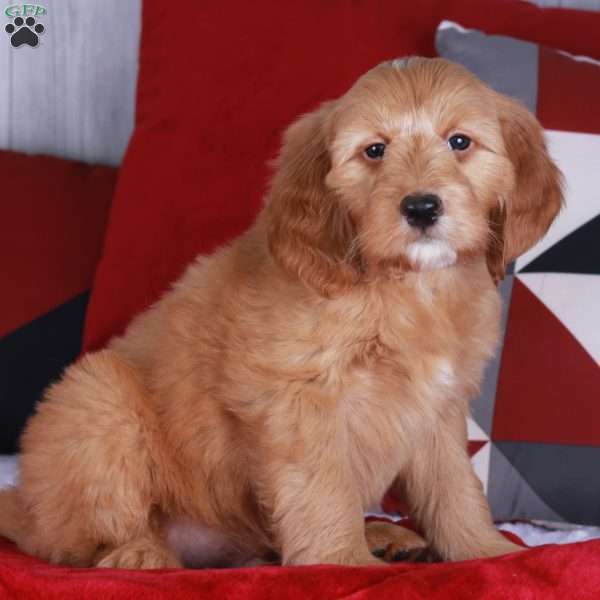 Cheddar, Mini Golden Mountain Doodle Puppy
